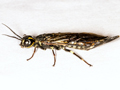 Xiphydria longicollis